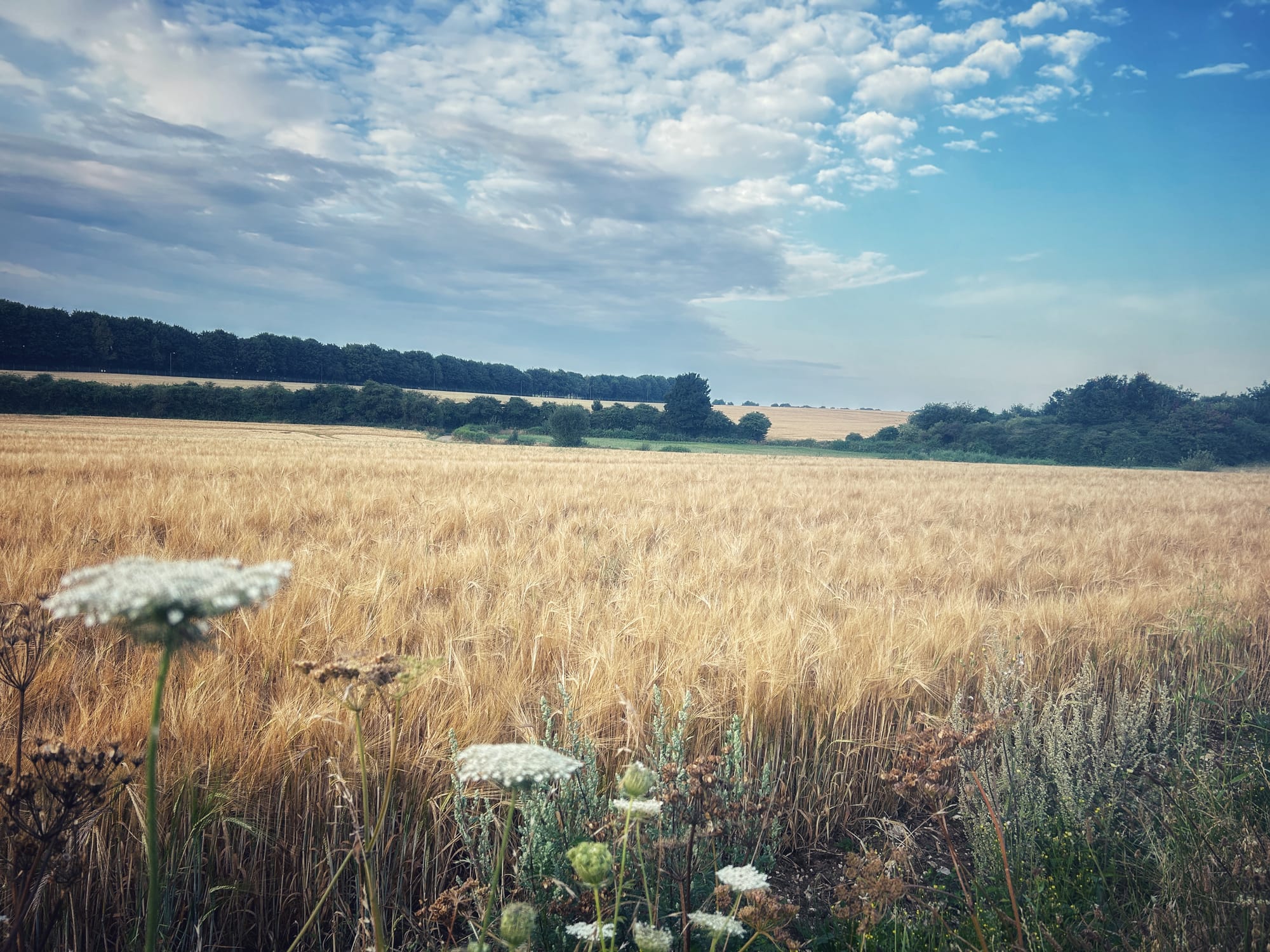 An image of the fields with hay and a few plants